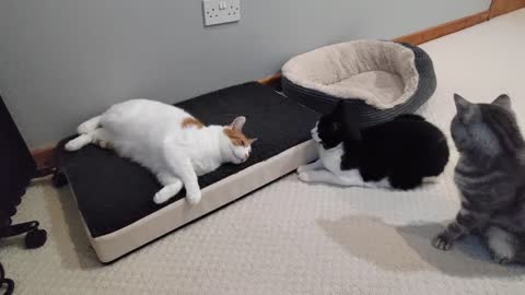 Cat Pounces On Sleeping Cat