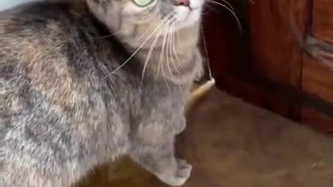 This is funny cat video and it also shows youhow todeactivate acat