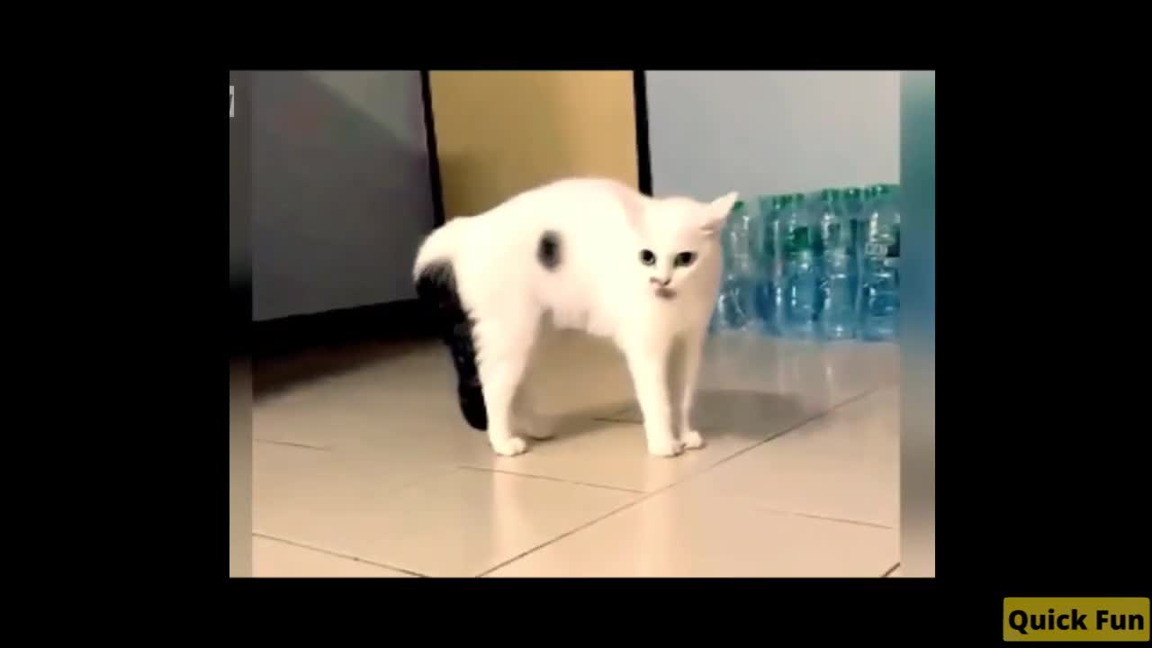 Dogs and Cats Very Funny Videos