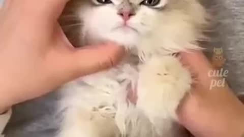 Super cute funny kitten