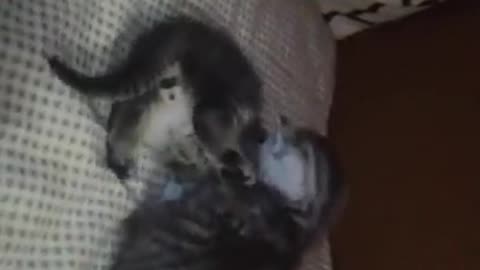 Sweet kitten fight