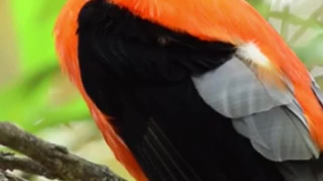 beautiful_birds_video_in_jungle_|_rare_bird_video