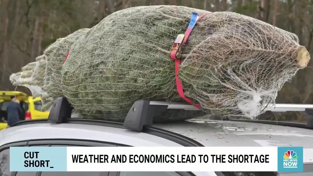 Nationwide Christmas Tree Shortage Drives Up Prices For Real Trees