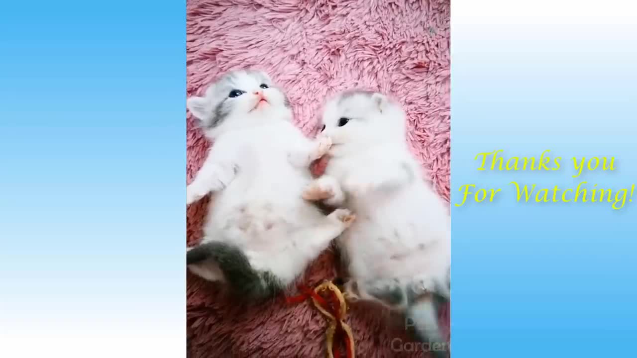 Cute Pets And Funny Animals Compilatio Pets Garden