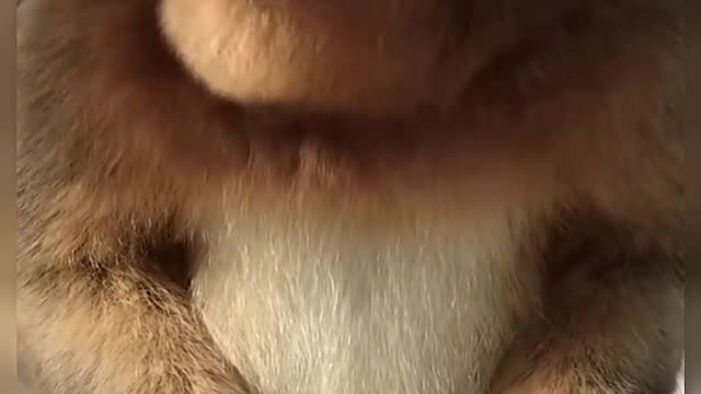 Beautiful Cute Golden Monkey