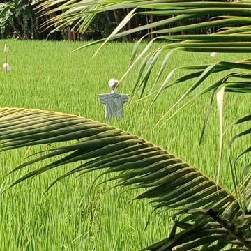 Our Village +Natural View +Funny Video #shorts