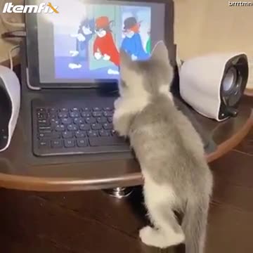 Kitten Is Watching,"Tom and Jerry"