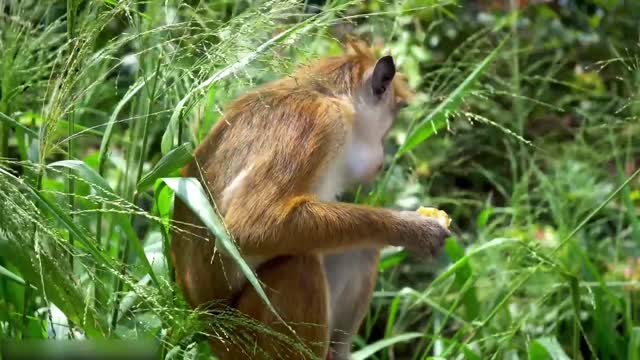 Todos os tipos de animais que vivem na floresta tropical do Brasil levam você ao mundo animal #13