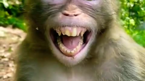 Funny monkey....😂🐵🐒🤣