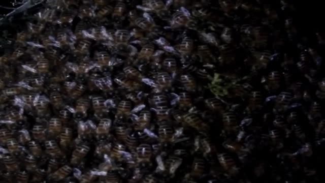 bees in massive clump night time footage