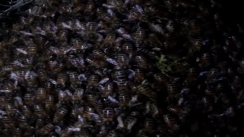 bees in massive clump night time footage