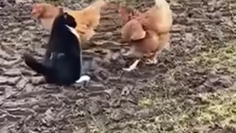 Cat and chicken fighting, who will win