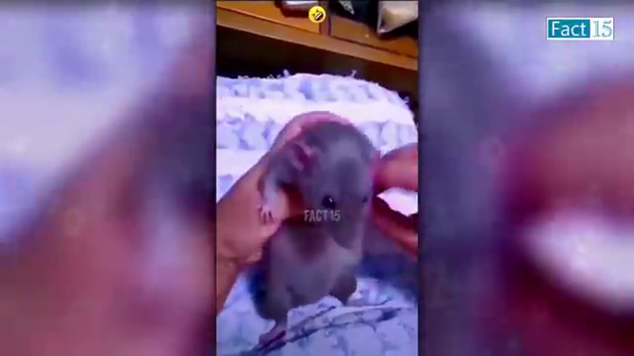 Animal on fire 🔛🔥🔛🔥🔛🔥🔛🔥🔛🔥🔛🔥