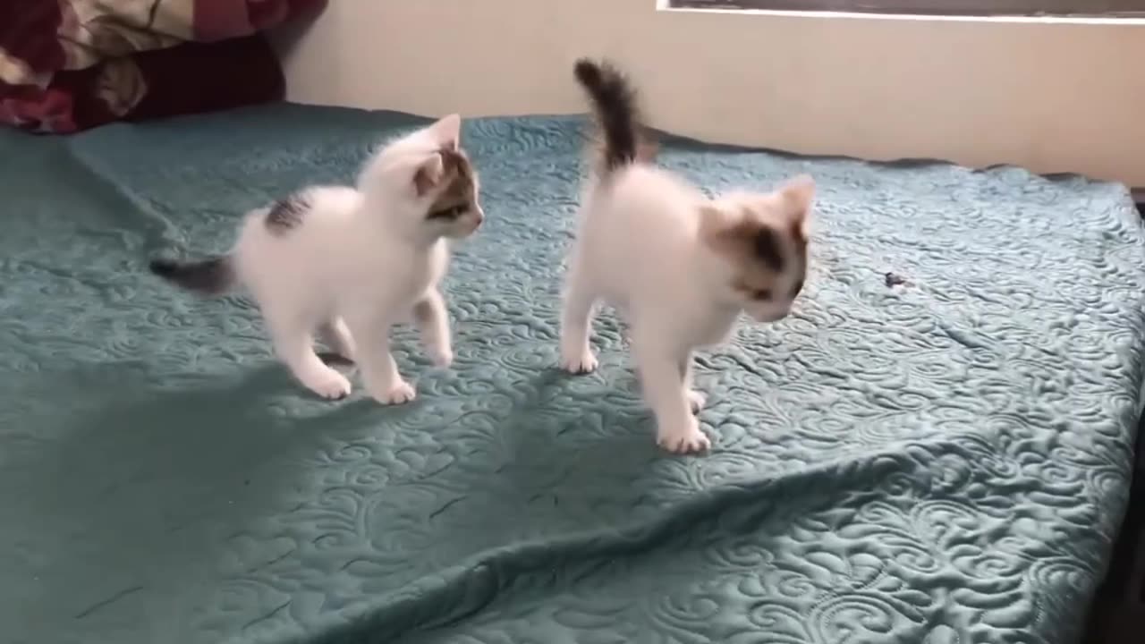 Baby cat fight|| cute kitten 2023