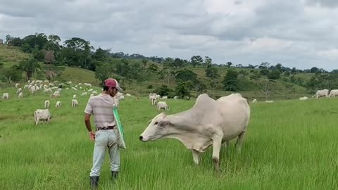 Eu quando encontro uma vaca no camim!!!🤠🐮 (Ela ficou interessada na minha gucci👛)