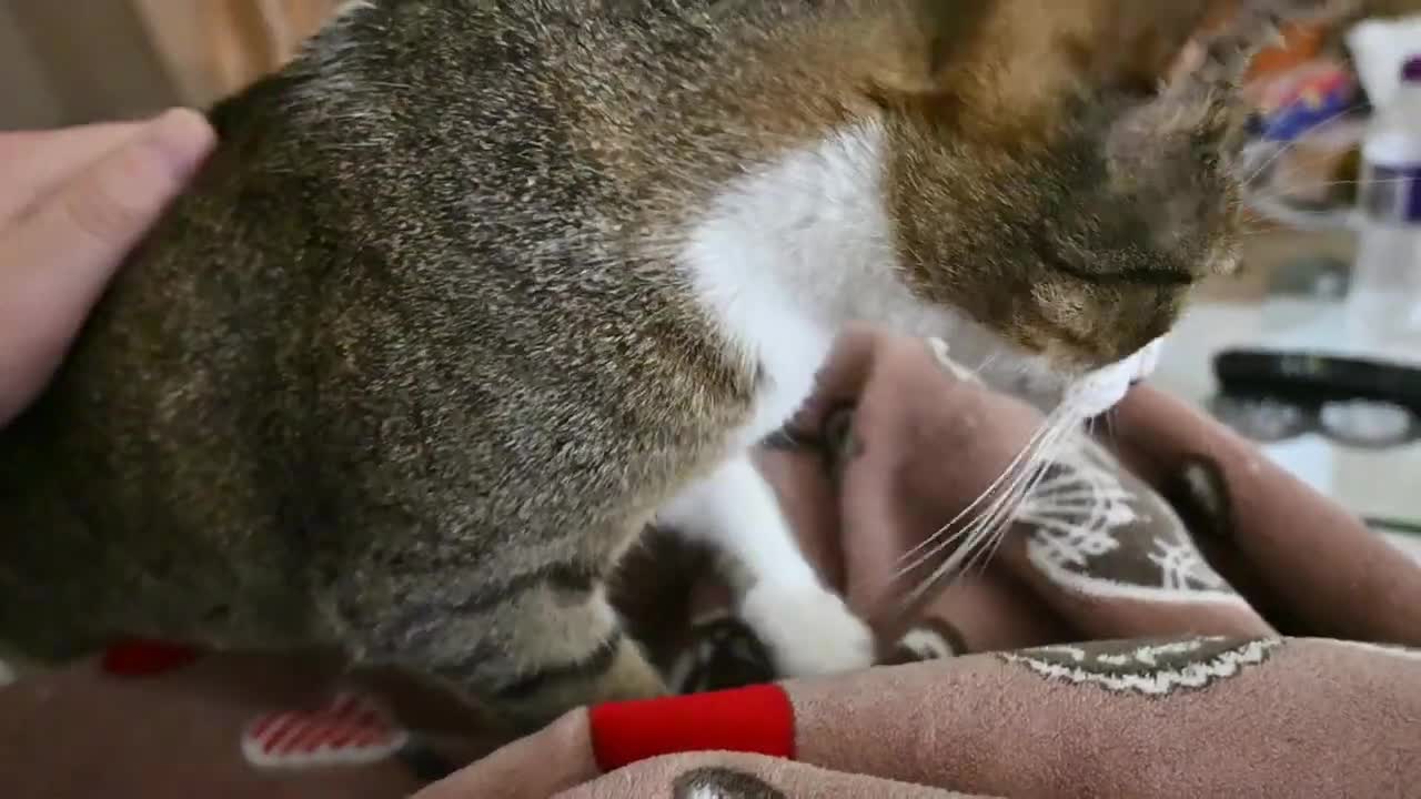 Cat Politely Comes To Knead Me