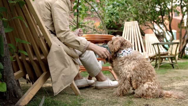 Dog performing a hand shake trick with the woman, a cute and smart dog