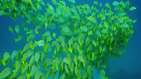 The beauty of the sea(Green fish)