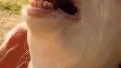 Funny goat