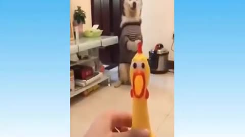 funny videos of your pets