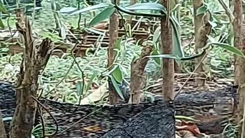 Peacocks are searching foods