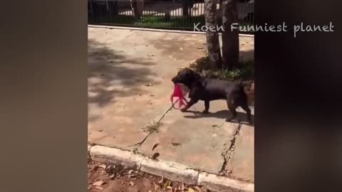Funny Dogs And Cats videos