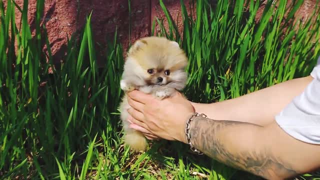 Fantastic teacup puppy orange pomeranian video
