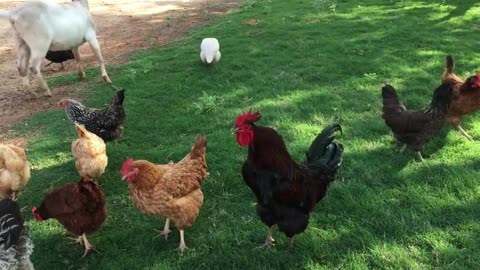 Rooster