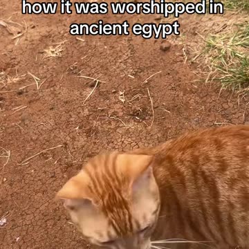 “CLEOPATRA I-IM COMING” ahh cat 😭🙏🙏