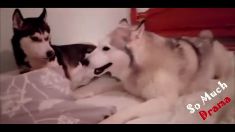 😂😂😂FUNNY ANIMAL VIDEOS THAT WILL 100% MAKE YOU LAUGH😂😂😂 BEST FUNNY ANIMAL VIDEOS !!!!