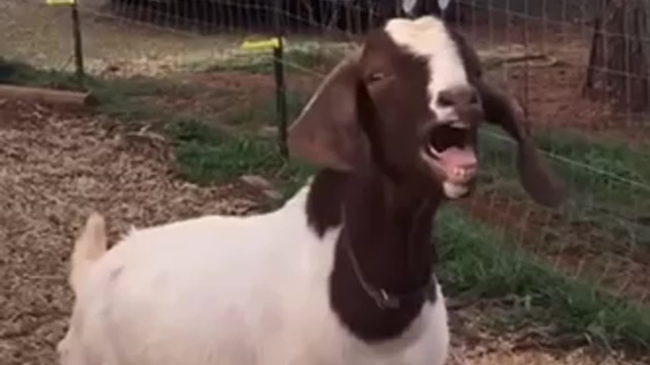 Funny video goat