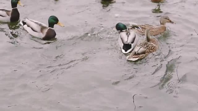 Birds enjoying in a Lake in wild