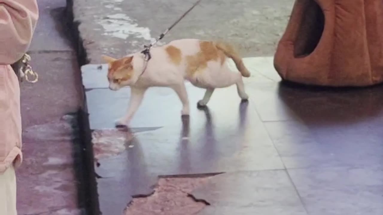 A cat moonwalking