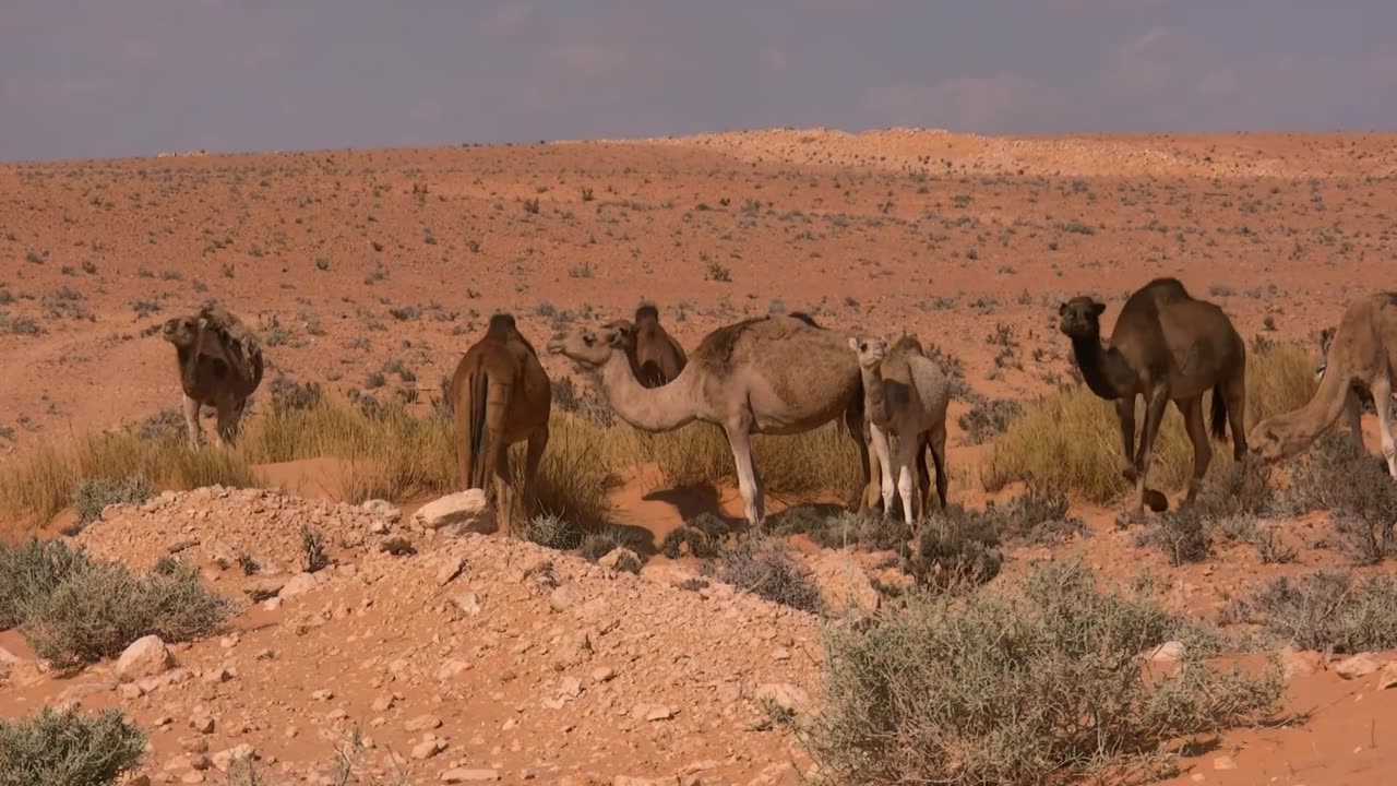 Sahara Desert & Dubai Desert | Drone footage