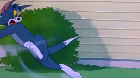 #Tom and Jerry baby show