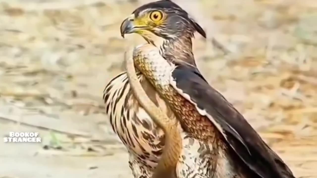 50 Cent "A snake can’t help but be a snake, don’t be a dumb ass bird.