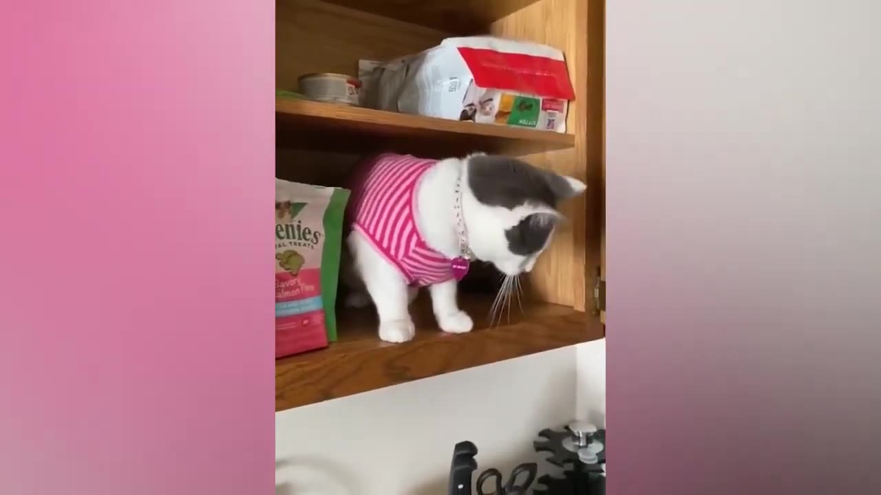 Best Funny Animal Videos 2023 Funniest Cats And Dogs Video fun