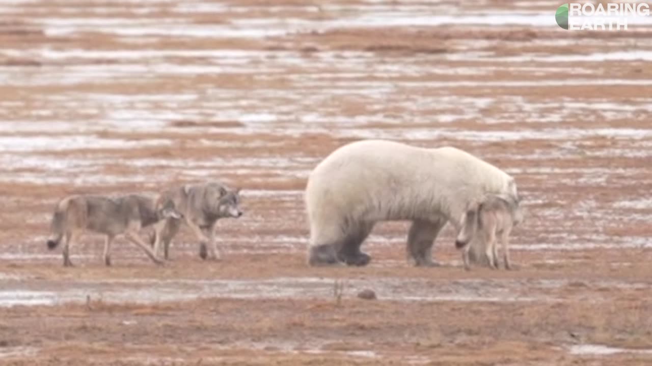 Wolf Pack vs. Polar Bear: Rare Face Off in the Arctic