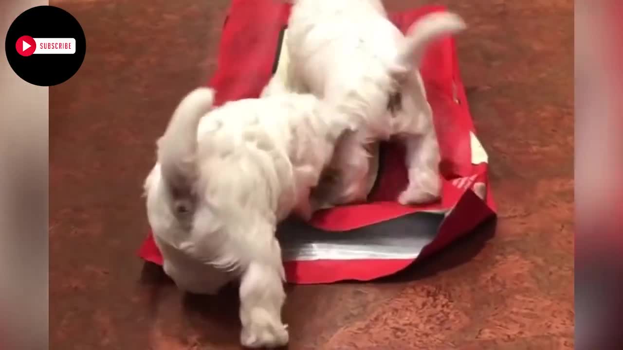 Look at those animals, oh ,funny.