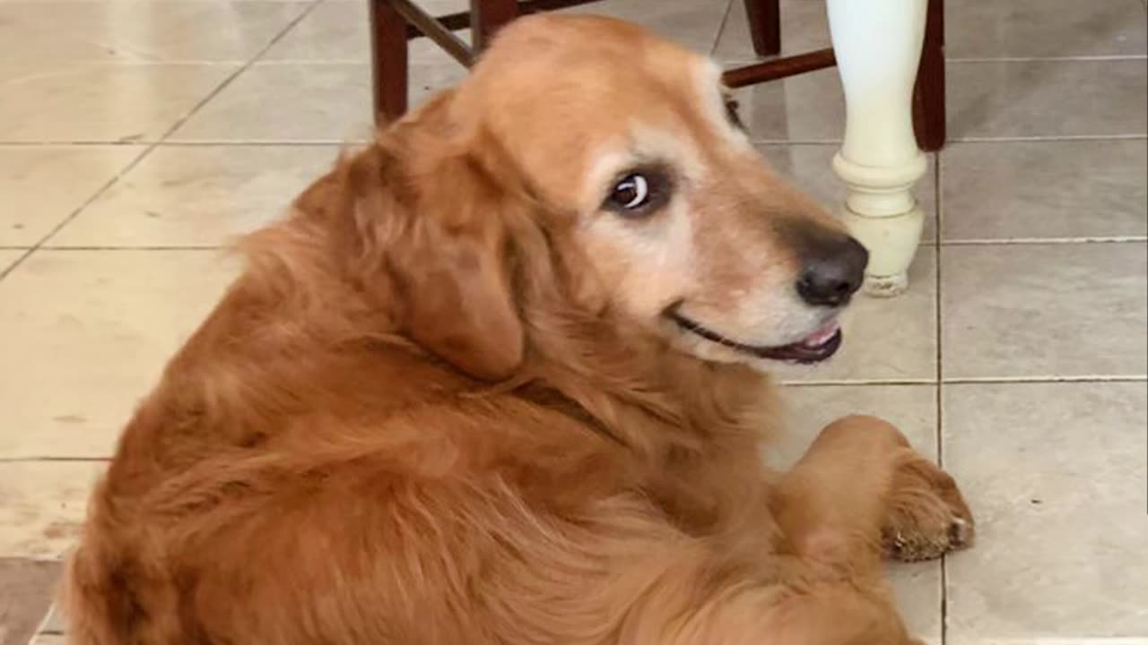 Funny Dogs and Cats Make You Unable To Stop Laughing😻🐶