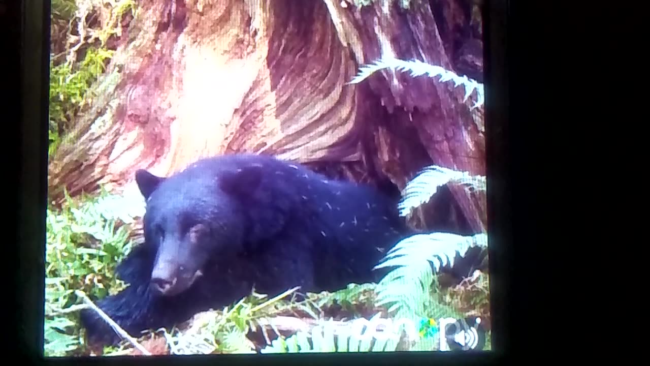 Bear is in rest mood in beautiful weather