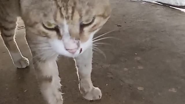 Cute cat