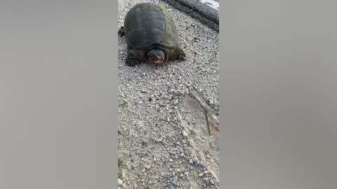 A turtle tries to fit into a small box but fails miserably