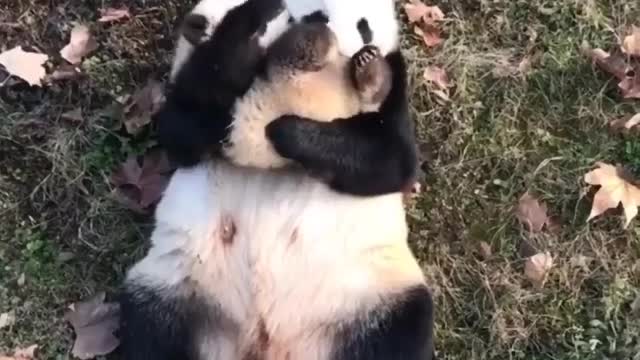 Happy Panda family