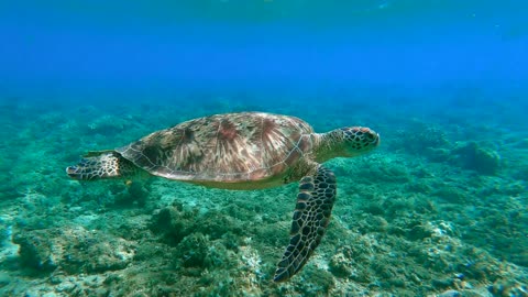 Sea Turtle swimming in the sea