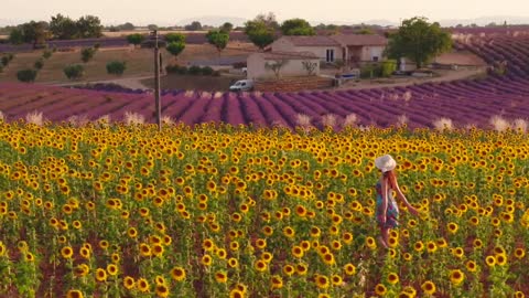 July is the season when sunflowers and lavenders bloom in Provence. Isn't it beautiful