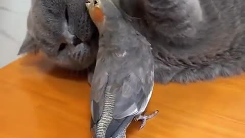 Parrot and Cat Love😂🤣