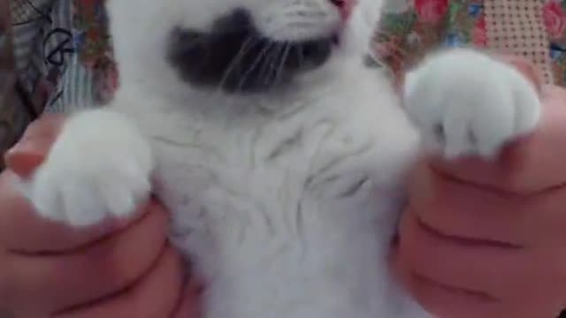 cute cat