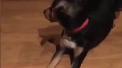Funny dog