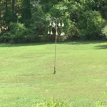 What Could It Bee....